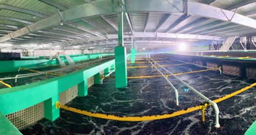 農業農村部再提水產綠色養殖,海璟水產以技術推動目標實現