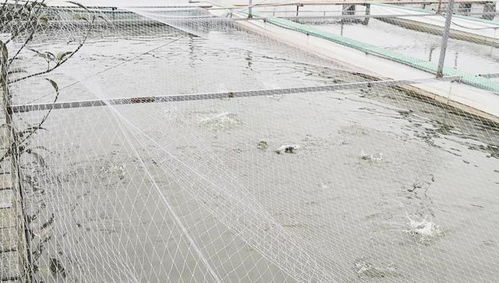 廣東大疆漁業 水產養殖水質指標 酸堿度 PH值 篇