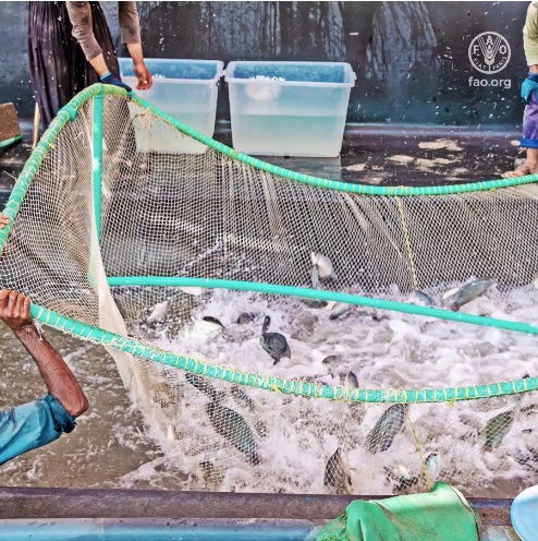 第四屆全球水產(chǎn)養(yǎng)殖大會(huì)開(kāi)幕,聯(lián)合國(guó)糧農(nóng)組織總干事出席大會(huì)并講話