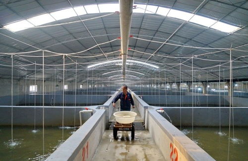 河北唐山灤南 工廠化水產(chǎn)養(yǎng)殖助增收