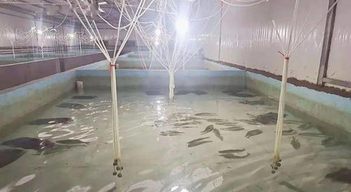 東平傾力打造全國最大反季節(jié)鱸魚苗種繁育基地