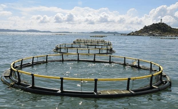 水產養殖賺錢前景,發財致富指日可待-牧之驕