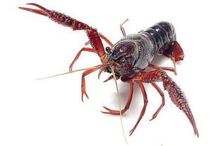 長見識了 養蝦還有那么多品種可以選擇