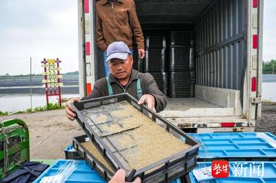 今年首批&ldquo;陽澄湖1號(hào)&rdquo;大閘蟹蟹苗在蘇州相城安家,共近4000斤!