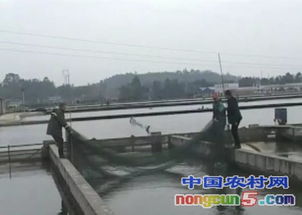 楊國明 內(nèi)循環(huán)養(yǎng)殖創(chuàng)造水產(chǎn)品高產(chǎn)奇跡