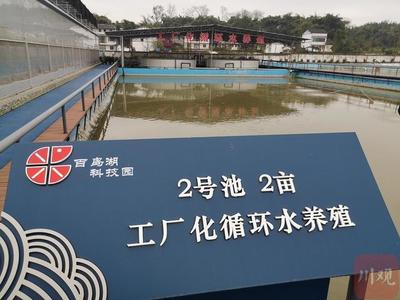 稻田水暖蝦先"知"大竹小龍蝦住進(jìn)智能化"公寓"