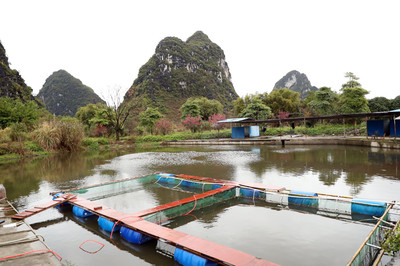 柳江區(qū):鱸魚養(yǎng)殖新模式 激活鄉(xiāng)村振興新產(chǎn)業(yè)