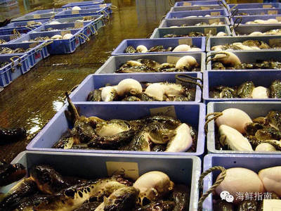 往期精選|美無度、禍無涯:紅鰭東方鲀,美味與毒性并存