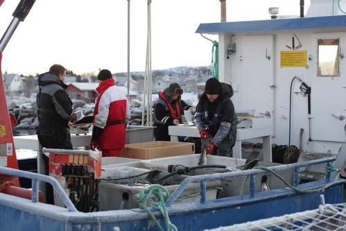 起底挪威三文魚養(yǎng)殖業(yè) 去年中國多吃了1倍,養(yǎng)殖場(chǎng)被批像化學(xué)工廠