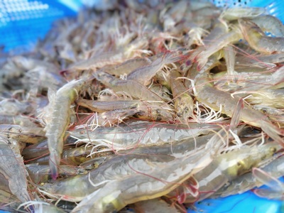 九原區(qū)特色種植養(yǎng)殖點亮鄉(xiāng)村振興新畫卷