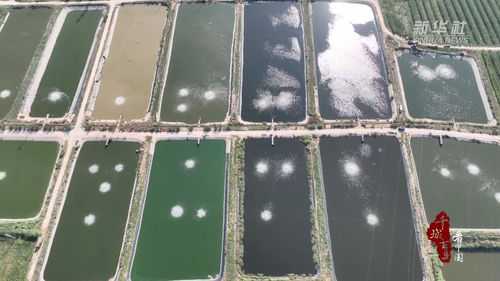 千城百縣看中國 菏澤定陶 水產(chǎn)養(yǎng)殖基地迎來金秋 第一捕