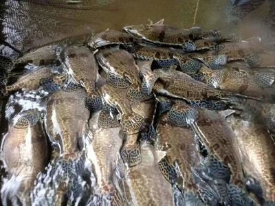 張勇教授團(tuán)隊(duì)培育的全雌翹嘴鱖&ldquo;鼎鱖1號(hào)&rdquo;通過(guò)2021年全國(guó)水產(chǎn)品種新品種審定