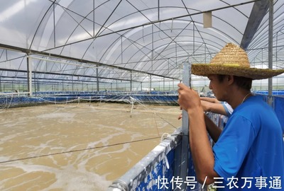 三名80后投資帆布工廠化養(yǎng)蝦,不換水、零排放,畝產(chǎn)3300斤