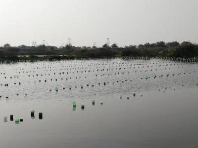 農民日報:以行業發展為己任 --記上海海洋大學淡水珍珠蚌種質資源創新研發團隊