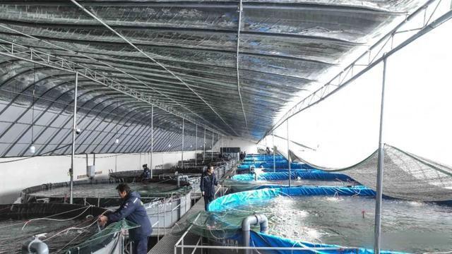 「組圖」張掖祁連山下富鍶白對蝦試養成功 首批4000斤&ldquo;新鮮&rdquo;上市