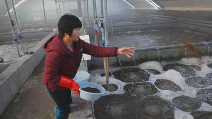 渤海水產(chǎn)自主研發(fā)"廣泰一號(hào)"種蝦讓對(duì)蝦養(yǎng)殖有了中國(guó)"芯"